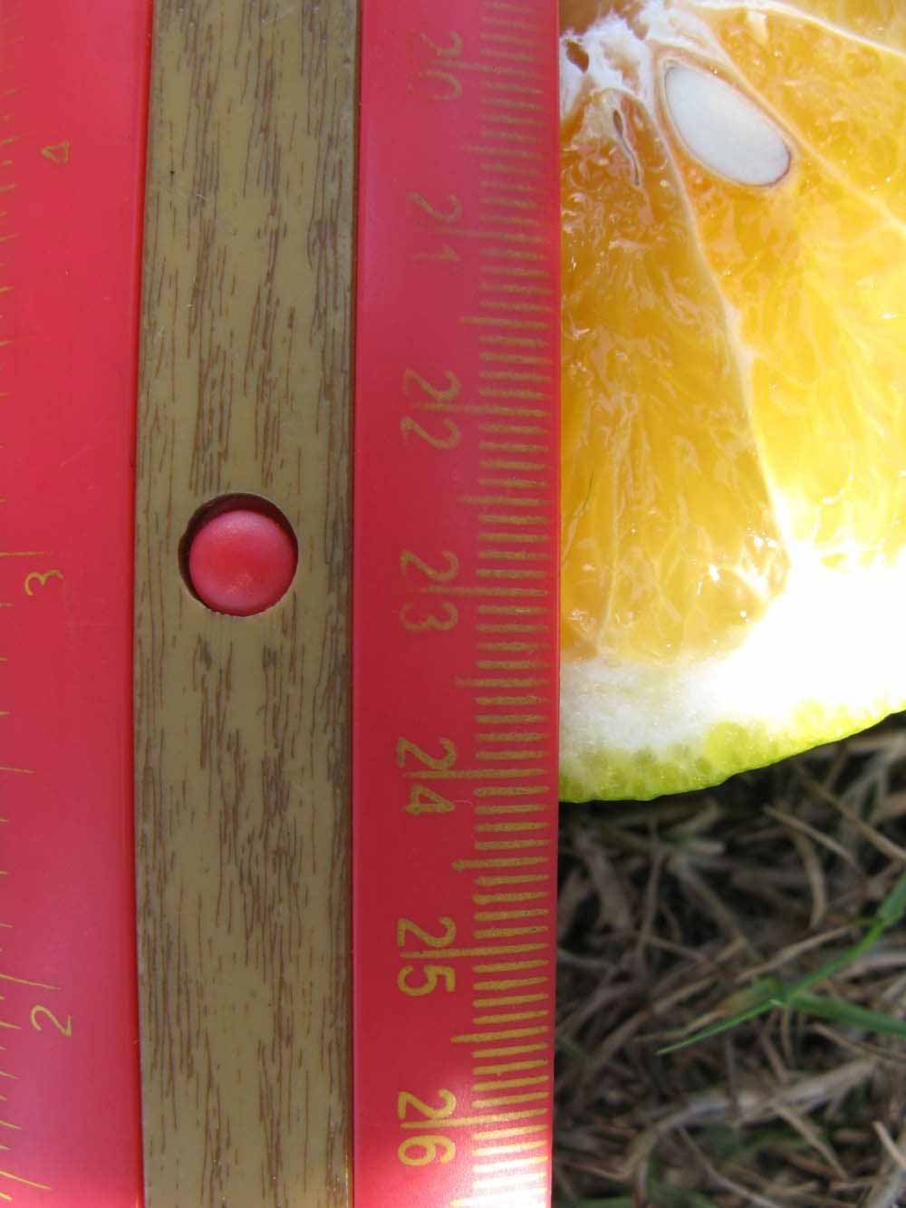            Fruit cross-section (Winter Haven, FL)   